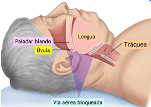 Parts que intervenen a l'apnea