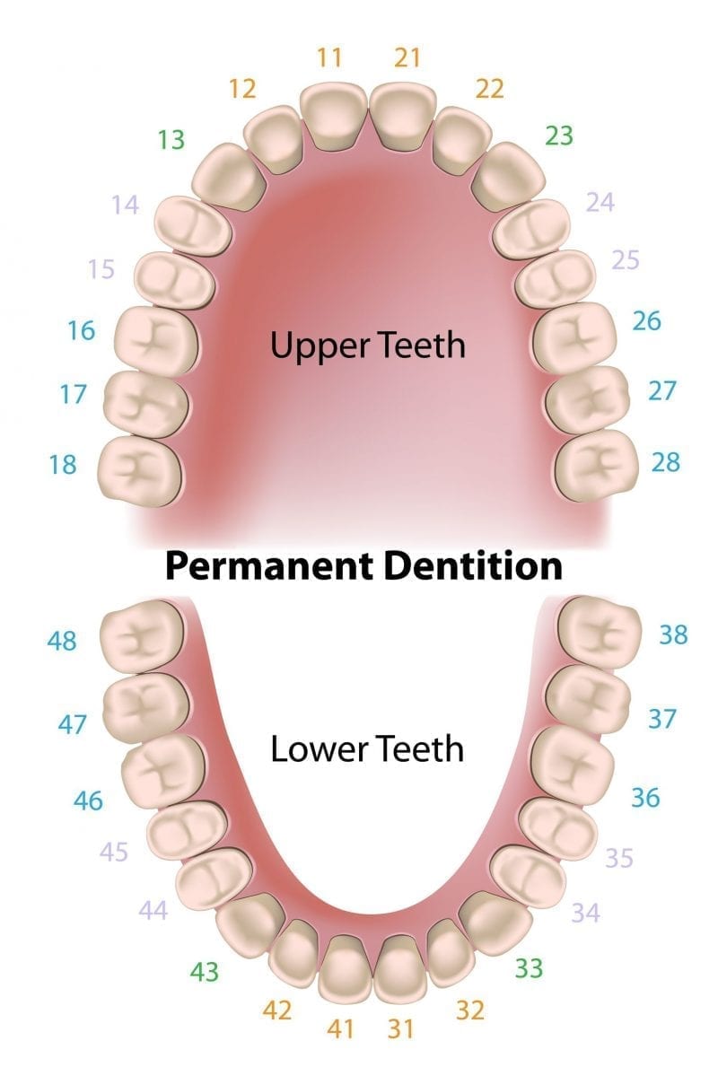 Фото зубов нижней челюсти по номерам
